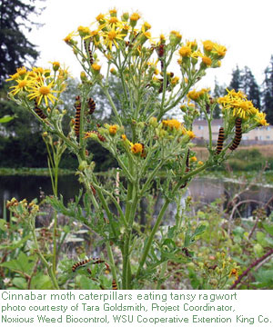 cinnabar moth caterpillars