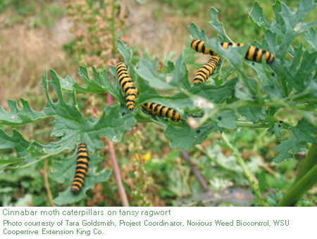 cinnabar moth caterpillars