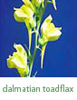 Dalmatian toadflax