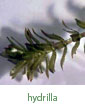 hydrilla