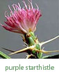 purple starthistle