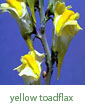 yellow toadflax