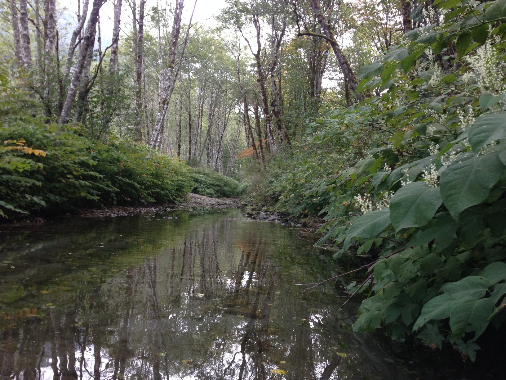 knotweed-before-south-fork-sky-RM-10-2015-resize